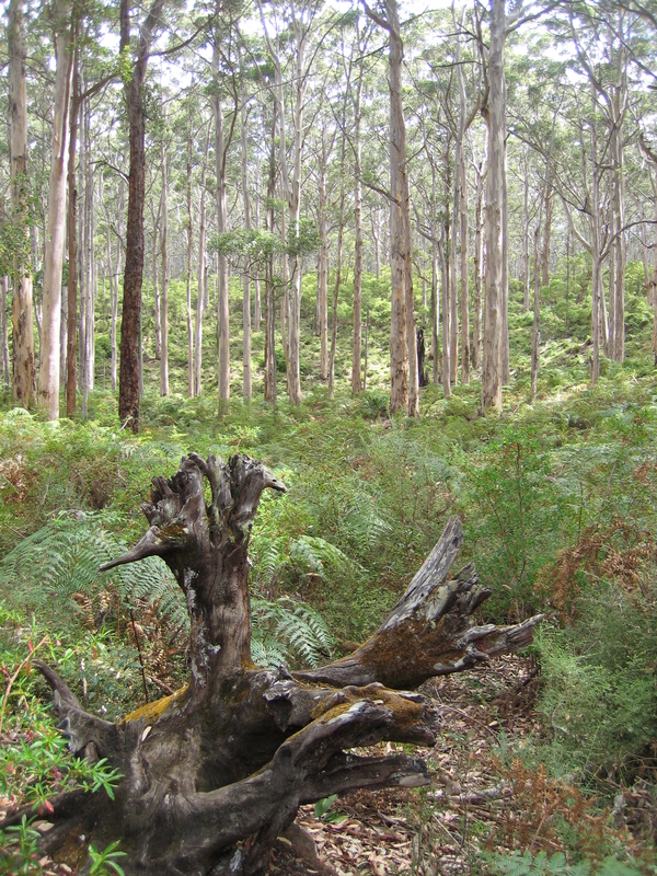 Karri Forest, next is Lighthouse Couple
