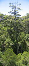 Treetop Walk (748K)