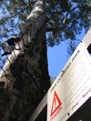 Gloucester Tree (529K)