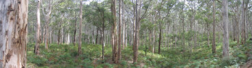 Karri Forest (766K)