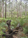 Karri Forest (633K)