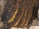 Nice Bees (599K)
