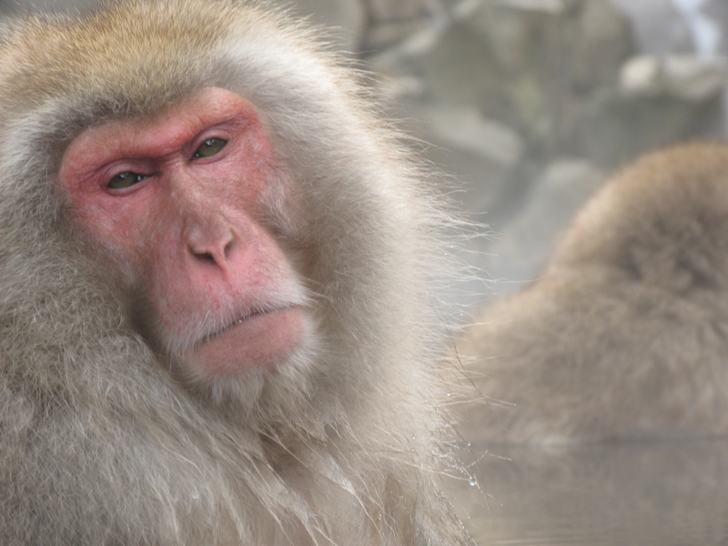 Monkey Poster Boy, next is Photographer's Paradise