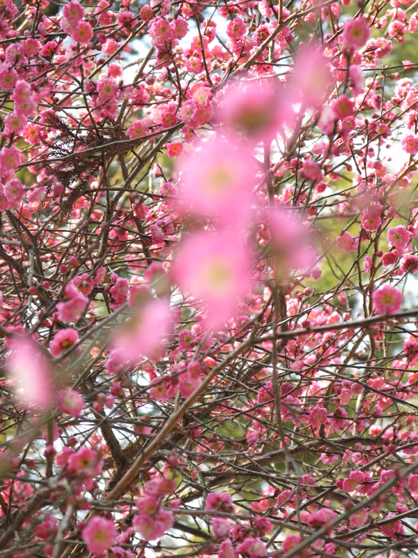 Early Blossom, next is Park Statues