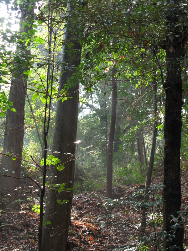 Fushimi-inari Forest, next is Fushimi-inari Taisha Rob & Pratiwi