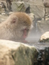 Sleepy Monkey (354K)