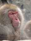 Sleepy Monkey (441K)