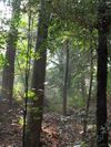 Fushimi-inari Forest (638K)