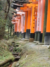 Fushimi-inari Taisha Forest (599K)