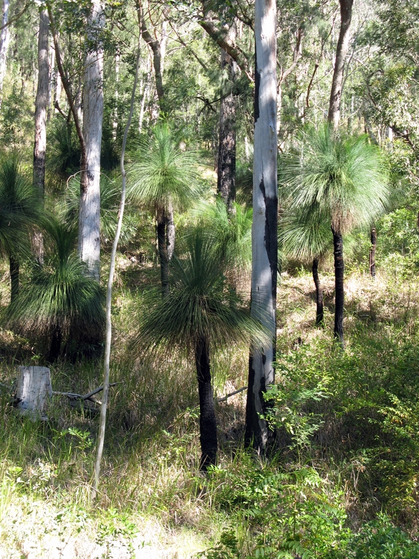 Giant Grass Trees, next is Hookes Creek Lily Pads