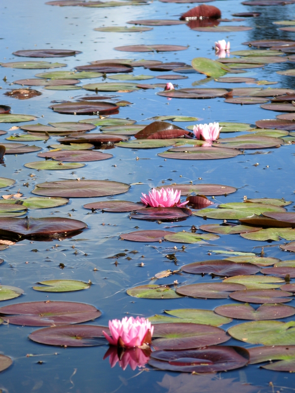 Hookes Creek Lily Pads, next is Hookes Creek