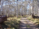 Polblue Trail (658K)