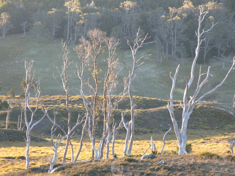 Cradle Trees, next is Cradle Dusk