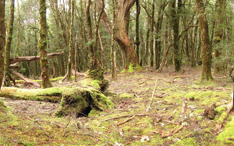Pencil Pine Clearing, next is Pencil Pine Stream