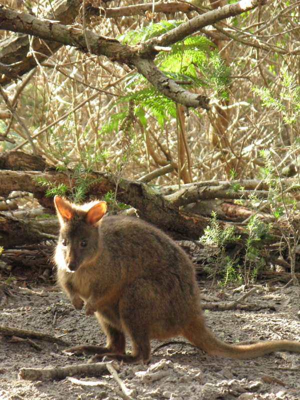 Narawntapu Wildlife, next is Narawntapu House