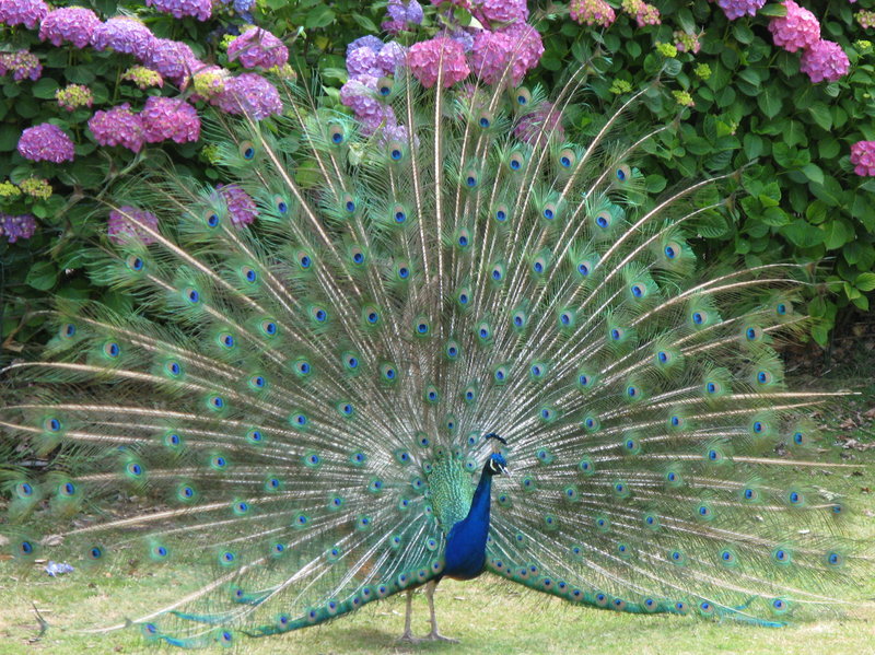 Cataract Gorge Peacock, next is Hobart Docks
