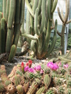 Hobart Cactus House (203K)
