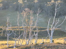 Cradle Trees (144K)