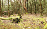 Pencil Pine Clearing (238K)