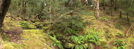 Pencil Pine Stream (344K)