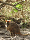 Narawntapu Wildlife (186K)