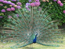 Cataract Gorge Peacock (194K)