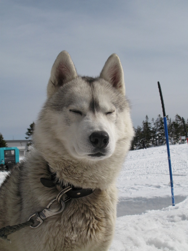 Shiga Kogen Pets, next is Shiga Kogen Moon