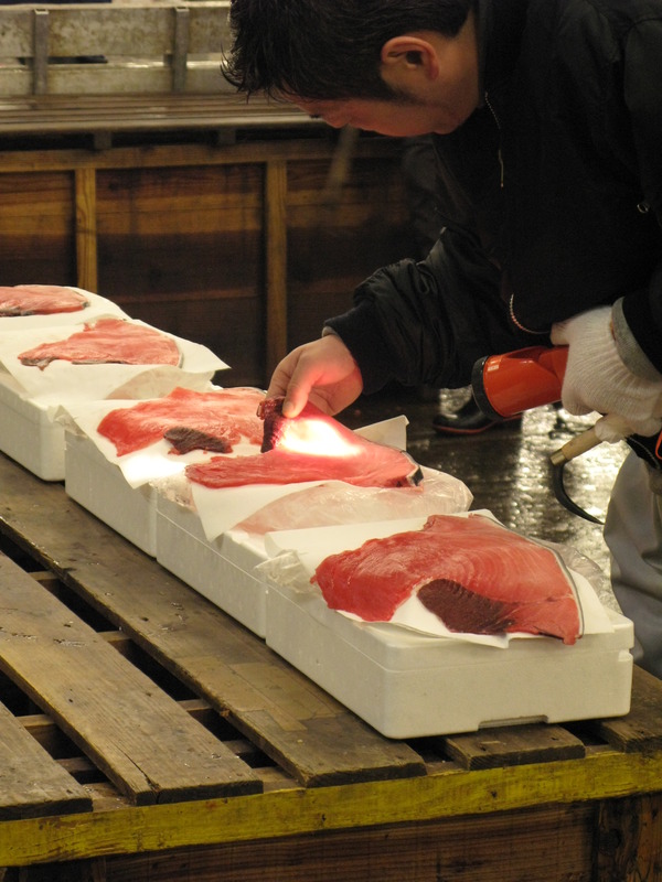 Tsukiji Inspection, next is Frozen Tuna