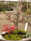 Ueno Park Roses (194K)