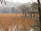 Ueno Park Lake (249K)