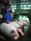 Tsukiji Tuna (165K)