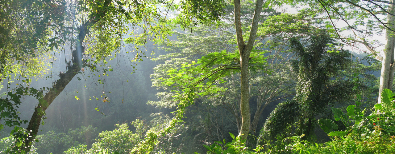 Maya Ubud Garden View, next is Maya Ubud Waterfall Rob & Pratiwi