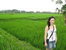 Bali Rice Paddy Pratiwi (202K)