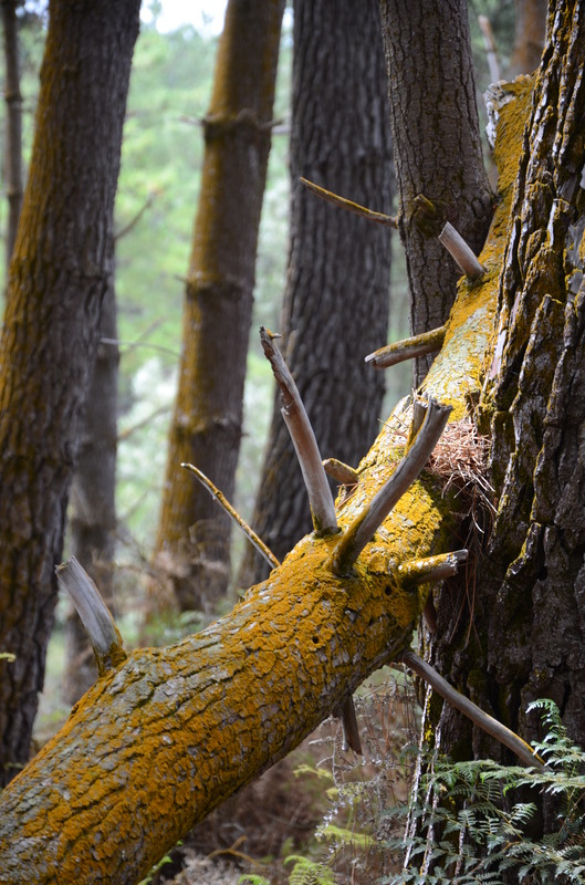 Fallen Tree, next is Wai-O-Tapu Vista