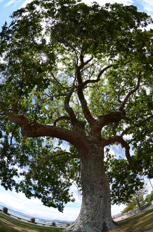 Rotorua Tree, next is Whakarewarewa Tree