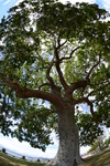 Rotorua Tree (294K)
