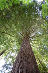 Whakarewarewa Tree (272K)