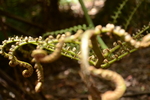 Whakarewarewa Fern (103K)